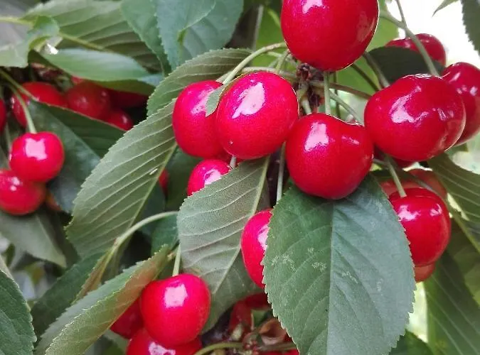CR LA CUMBRE-Piscina Natural, Desconexión y Confort con vistas a Sierra de Gata TR-CC-00490 *
